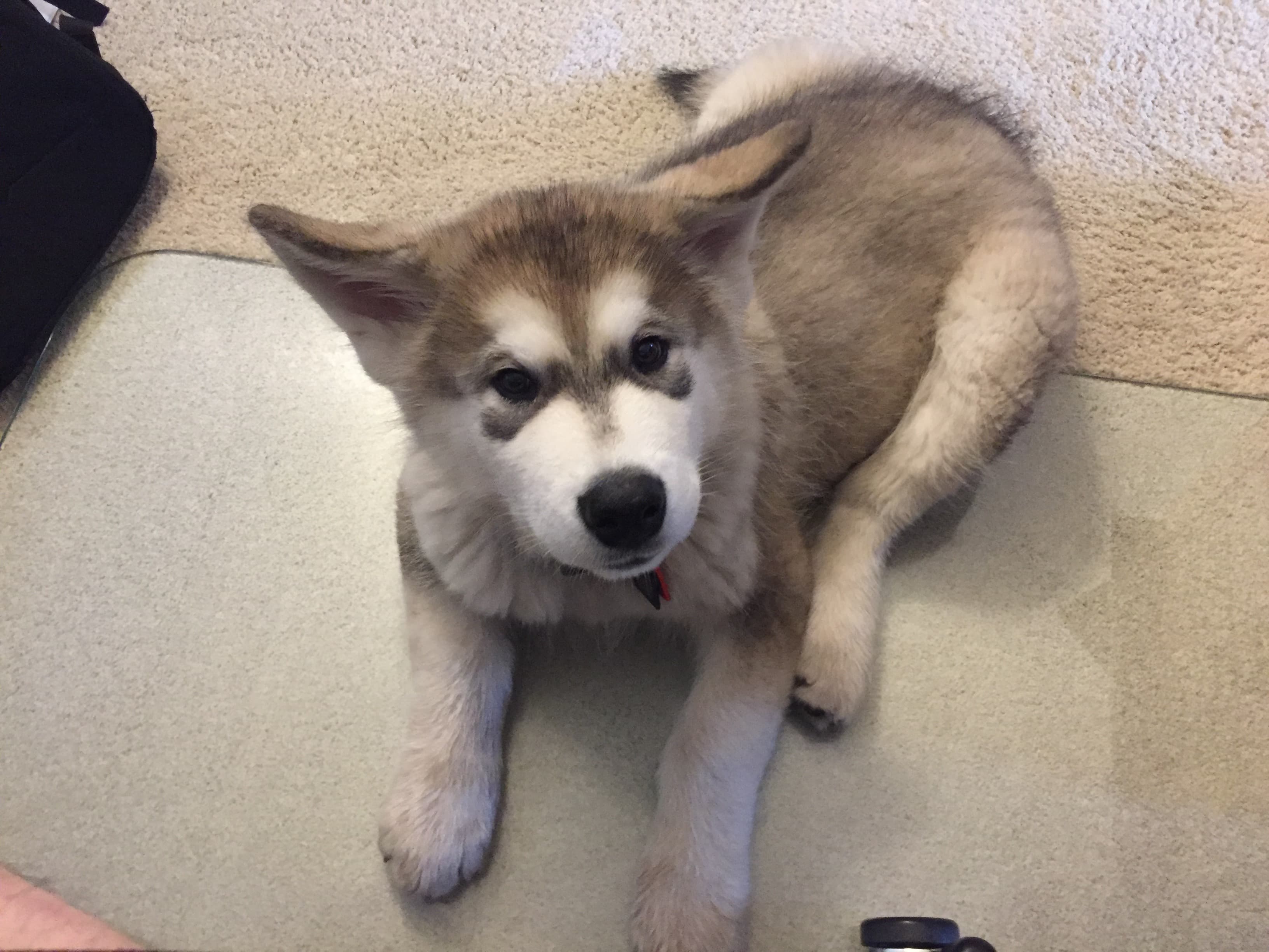 Koda, the family Alaskan Malamute, photo 1